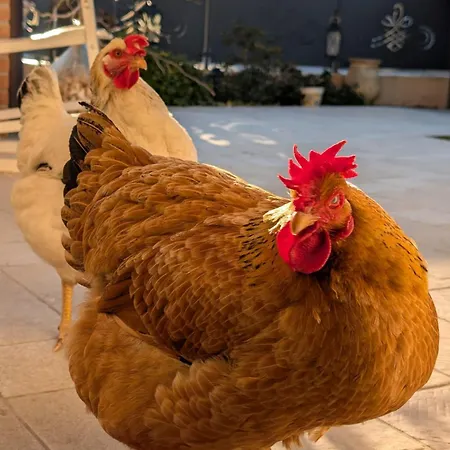 ベッド・アンド・ブレックファスト Mums Con Colonnina Elettrica