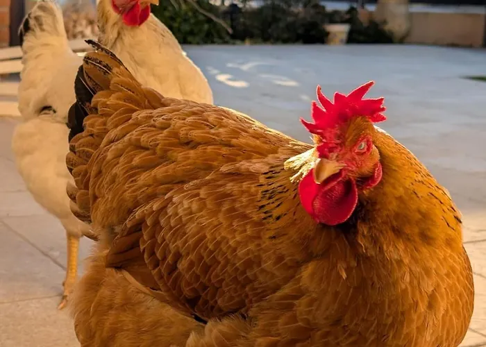 ベッド・アンド・ブレックファスト Mums Con Colonnina Elettrica