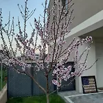 Mums Con Colonnina Elettrica 4*