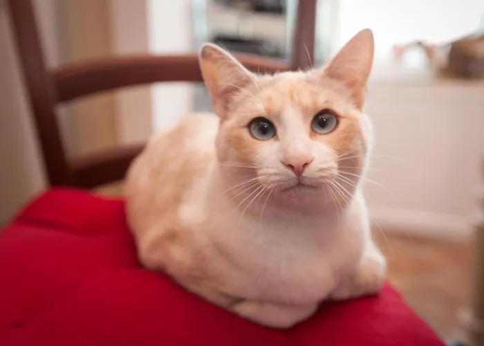 Mums Con Colonnina Elettrica Vicenza