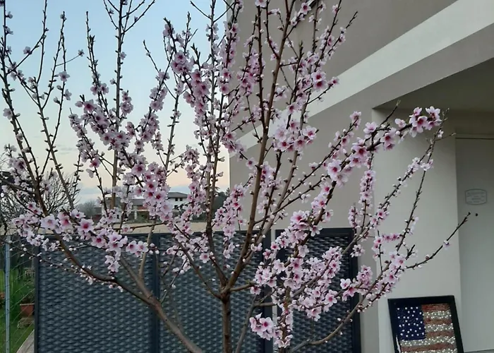 Mums Con Colonnina Elettrica 4*